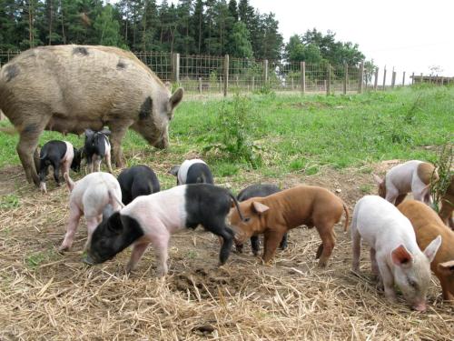 a pig and a group of pigs in a field at Wirtshaus Jagawirt in Sommereben