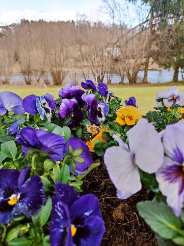 a bunch of purple and yellow flowers in a garden at Agroturystyka Nad Bobrem in Pilchowice