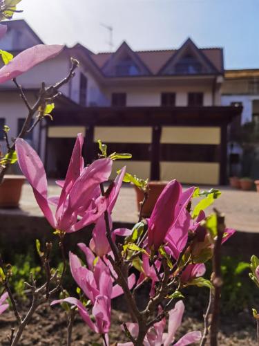 a bush with pink flowers in front of a house at Hotel Edelweiss in Laino Borgo