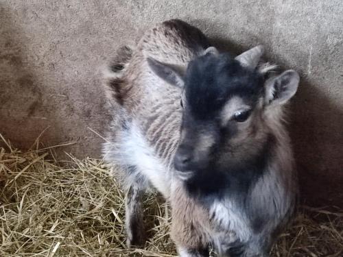 a baby goat is standing in the hay at Relais de la poste suite in Monclar-de-Quercy