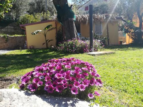 卡普里奥里Casa tra mare e oliveti的相册照片