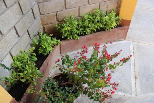 a group of plants in a concrete planter at Betos Departamentos in Valle de Bravo