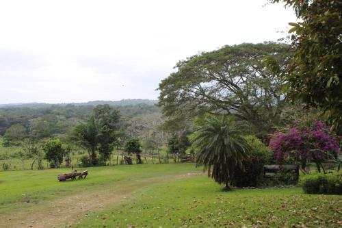 a dirt road in a field with a tree at Nabitunich in San Ignacio