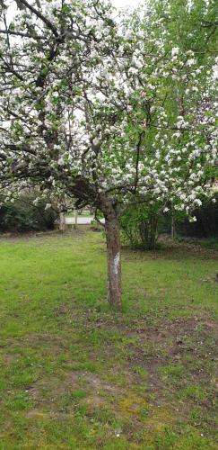 a tree with white flowers on it in the grass at Maison entre relooking et modernité dans un cadre verdoyant pour amoureux de grands espaces in Nogent-sur-Vernisson