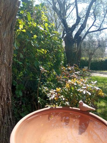 a bird sitting on top of a pot next to a tree at Casa Demo in Fighine