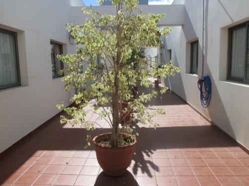 a tree in a pot on a corridor at Hotel Avenida de Canarias in Vecindario