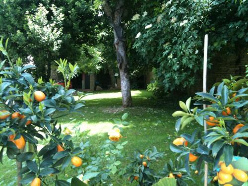 a bunch of oranges on trees in a yard at Palazzo Romani Adami in Fermo