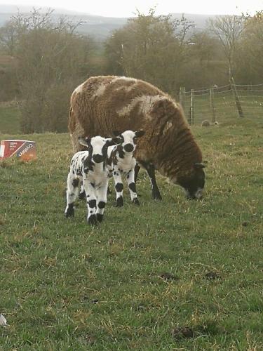a mother sheep and two baby lambs in a field at Sunny Mount Glamping Pod in Long Marton