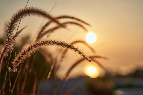 a field of tall grass with the sunset in the background at Lilium Homes in Karterados