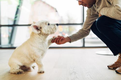 a person holding the hand of a small dog at harry's home Telfs hotel & apartments in Telfs