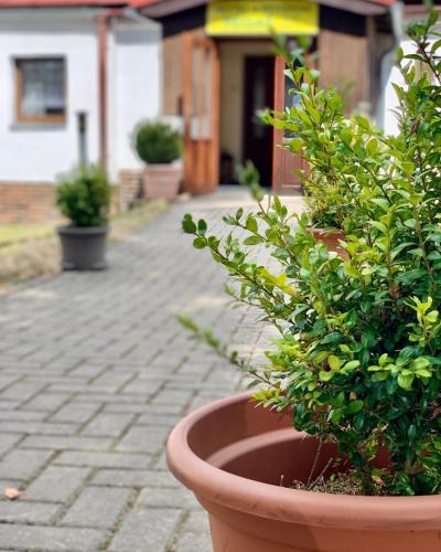 a large potted plant sitting on a brick sidewalk at Hotel a Penzion PEGAS in Nové Město na Moravě