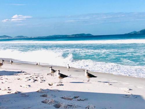 un grupo de aves de pie en la playa en FLAT / APARTAMENTO NA PRAIA DO FORTE, en Cabo Frío