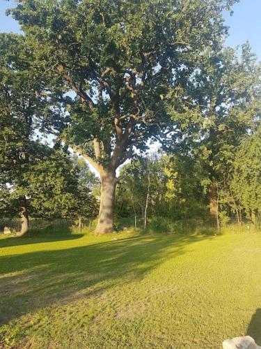 a large tree in the middle of a green field at Ferienhaus am Rande des Müritz-Nationalparks in Kargow