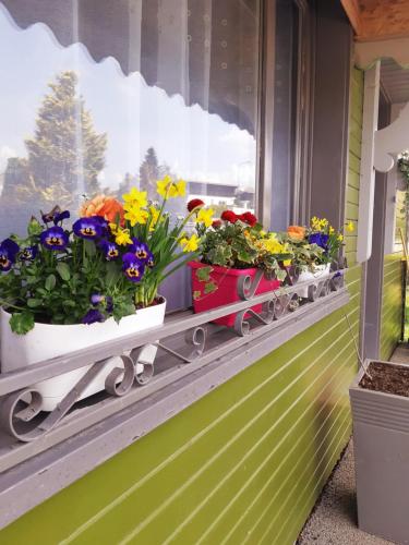 a window with flowers on a window sill at Gîte le chalet vert , prêt de raquettes in Frambouhans