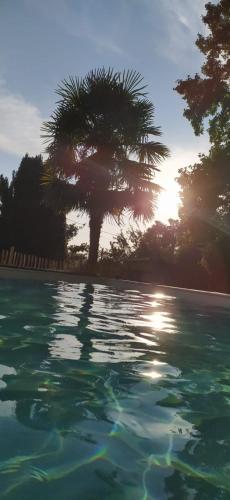 un bassin d'eau avec un palmier en arrière-plan dans l'établissement Maison de Famille, grand jardin et piscine fermée, à Fontenay-le-Comte