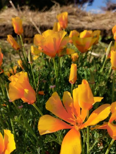 a group of yellow and orange flowers in a field at La Collina delle Acacie in Grumolo Pedemonte