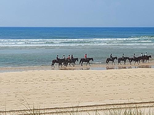 a group of people riding horses on the beach at T2, 50m du lac, PISCINE, WIFI, jardin terrasse sans vis-à-vis, 1 à 4 pers in Aureilhan