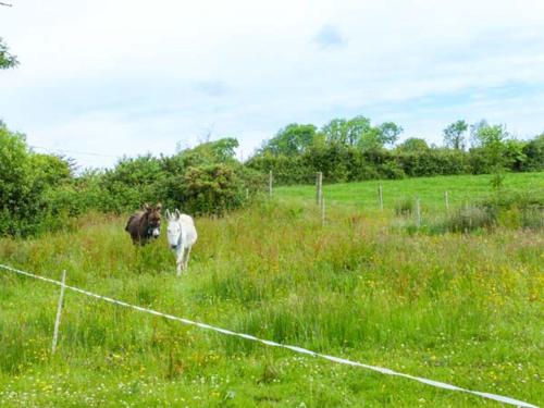 a horse standing in a field next to a fence at Lemonade Cottages in Kilrush