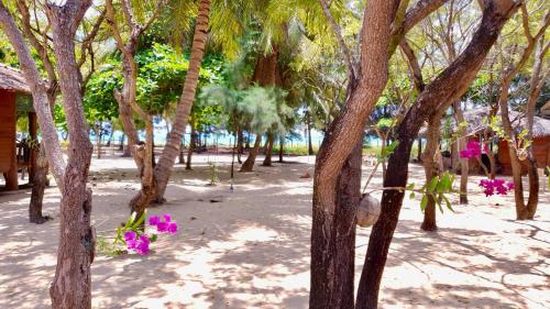 a group of trees with purple flowers in the sand at Cocoville in Pasikuda