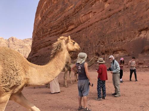 Foto dalla galleria di Desert Island Camp a Wadi Rum