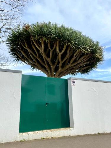 a tree behind a wall with a green door at Casa Às Sete in Angra do Heroísmo