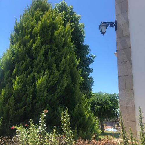 a large pine tree in front of a building at SOLAR DA SERRA-GuestHouse in Mangualde