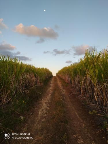 a dirt road in a corn field at Kaz a Klemence Gite creole avec piscine et table dhotes a Anse Bertrand in Anse-Bertrand