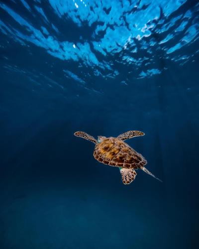 a green sea turtle swimming in the water at Summer Vibes Beach Front in Rasdu