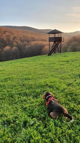 a dog on a leash in a field with a picnic table at Vikendica Kločanica in Strmosten