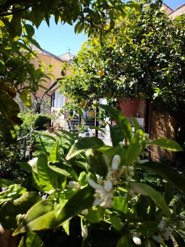 a tree with white flowers in front of a house at Florinda Lemon's Suite in Cervo