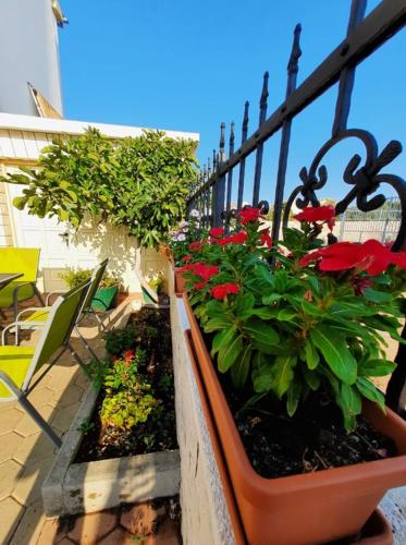 Κήπος έξω από το Apartments Dalmatia