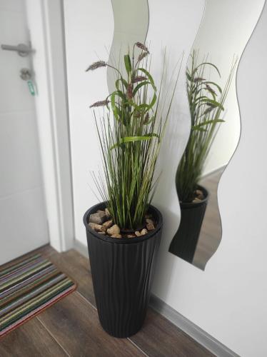 two plants in a black pot on a wall at Prenoćište Ljiljana 2 in Livno