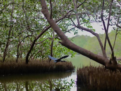 a bird sitting on the grass near a body of water at Hostal Casa en la Ciénaga Rincon del Mar in Rincón