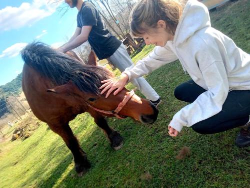 une femme qui pèche un poney brun dans un champ dans l'établissement Room in BB - Camping Retreat in a Rural Way, à Tarina