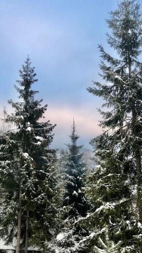 a group of christmas trees covered in snow at Аляска in Oryavchyk