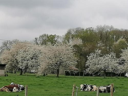 a group of cows laying in a field with trees at Le pré vert in Campigny