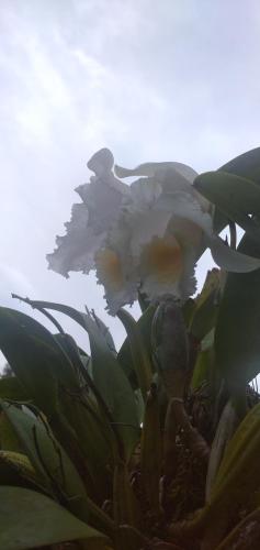 a white flower sitting on top of a plant at Cabaña en el Campo in La Vega