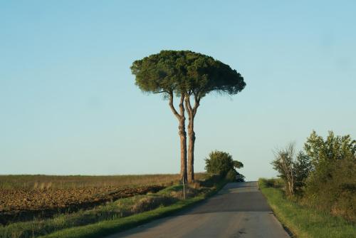 a tree on the side of a road at Agriturismo Palazzo Val Del Sasso in Villastrada