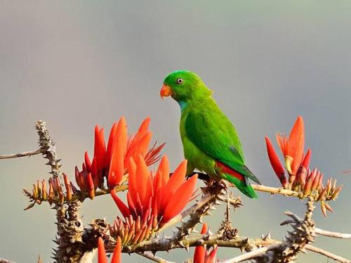 a green bird perched on top of a tree at Aditi in Thekkady