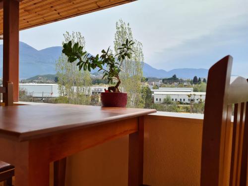 a potted plant sitting on a table in front of a window at Bar Kafe Pjetri Guest House in Patza-Kuqani