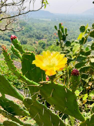 a yellow flower on top of a green plant at Manel Villa in Bentota