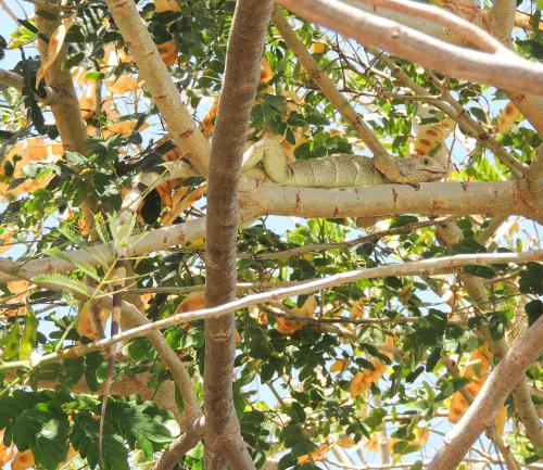 a lizard is sitting on a tree branch at Portoazul Casa de Playa in Puerto Colombia