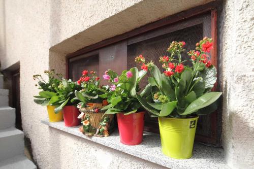 Taman di luar Apartment Šume Pjevaju