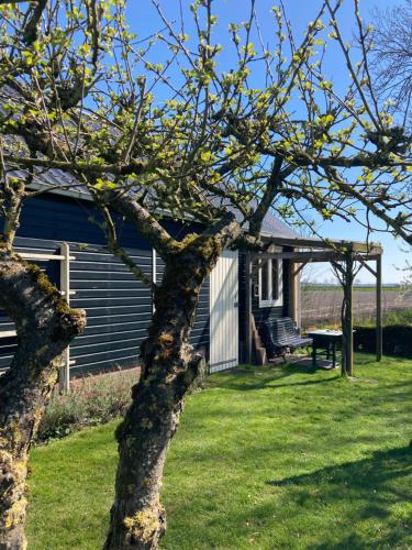 a tree in front of a house with a bench at Vakantiehuisje De Waddenuil in Usquert