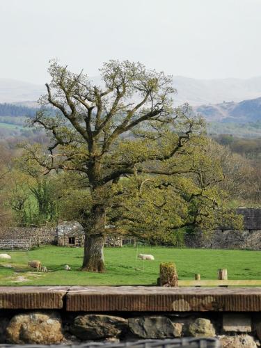 a large tree in a field with sheep grazing at Rainors farm B&B in Gosforth