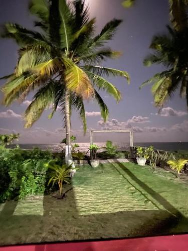 a palm tree sitting on top of a lawn at Parador Algaroba in Japaratinga