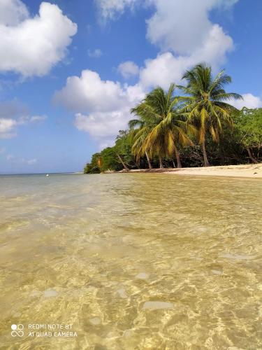 a beach with two palm trees in the water at Kaz a Klemence Gite creole avec piscine et table dhotes a Anse Bertrand in Anse-Bertrand