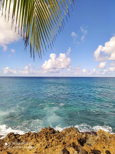 a view of the ocean from under a palm tree at Kaz a Klemence Gite creole avec piscine et table dhotes a Anse Bertrand in Anse-Bertrand