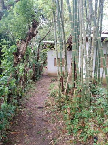 Wübu, Jungle Lodge