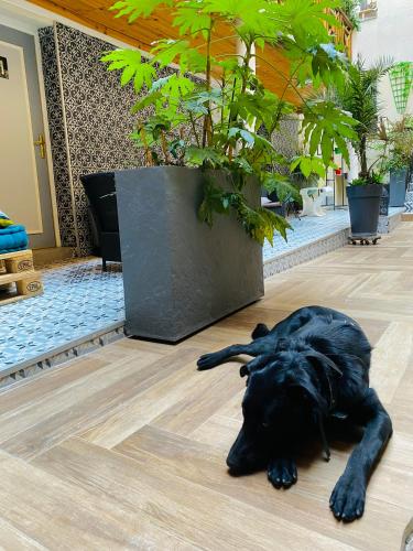 a black dog laying on the floor at Hôtel Clairefontaine in Paris